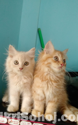 Persian cat